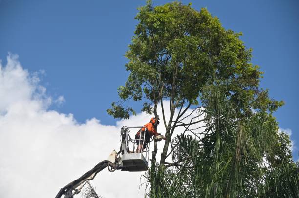 Best Tree Risk Assessment  in Montgomery, WV